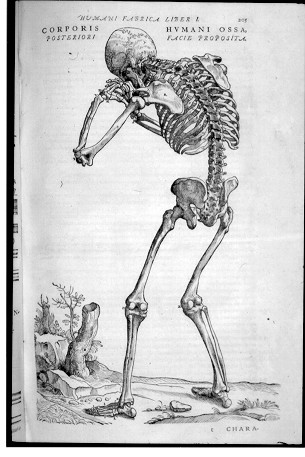 VesaliusSkeletonMan